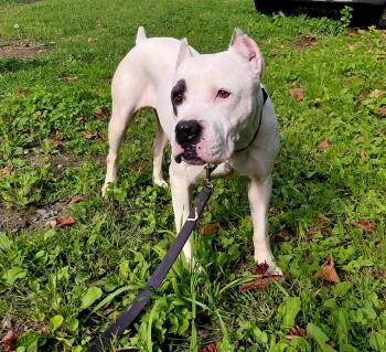 Rescue Mixed Breed Dogs for Adoption in Vassalboro, Maine - Bali | PetCurious