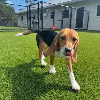 Gamora 9658 -  Beagle Dog for Adoption in Loxahatchee Groves, Florida - Gamora 9658 | PetCurious