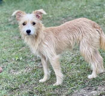 Jolie -  Yorkshire Terrier and Chihuahua Dog for Adoption in Pawleys Island, South Carolina - Jolie | PetCurious