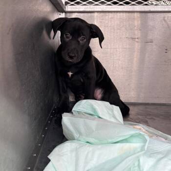 Mixed Breed Dogs Available for Adoption in Springtown, Texas - CSAS-Stray-848 | PetCurious