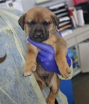 Mixed Breed Dogs Available for Adoption in Dallas, Texas - FRECKLES | PetCurious