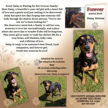 Daisy -  Doberman Pinscher Dog for Adoption in Leesburg, Georgia - Daisy | PetCurious