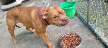 Rescue Pit Bull Terrier Dogs for Adoption in Hinton, West Virginia - Bonnie (6yo, 60lbs) | PetCurious