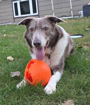 Rescue Border Collie Dogs for Adoption in Minnetrista, Minnesota - Chip | PetCurious
