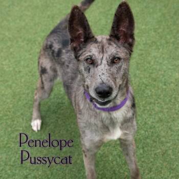 Penelope Pussycat -  Catahoula Leopard Dog and Shepherd Dog for Adoption in Parkersburg, West Virginia - Penelope Pussycat | PetCurious
