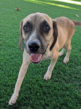 Winston-6 mo old-1/2 off Adoption Fee in August! -  Shepherd and Black Mouth Cur Dog for Adoption in Fort Myers, Florida - Winston-6 Mo Old-1/2 Off Adoption Fee In August! | PetCurious