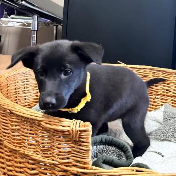Salt & Vinegar -  Shepherd Dog for Adoption in Belleville, Illinois - Salt & Vinegar | PetCurious