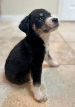 Butch Cassidy -  Mixed Breed Dog for Adoption - Butch Cassidy | PetCurious