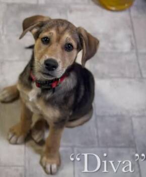 Diva -  Labrador Retriever Dog for Adoption in Statesville, North Carolina - Diva | PetCurious