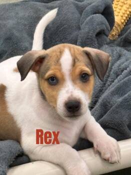 Rex-in a Foster Home -  Terrier and Hound Dog for Adoption in South Bend, Indiana - Rex-in A Foster Home | PetCurious