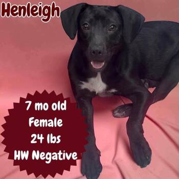 Henleigh -  Labrador Retriever and Hound Dog for Adoption in Ringwood, New Jersey - Henleigh | PetCurious