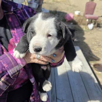 Black Labrador Retriever and Mixed Breed Dogs Available for Adoption in Bend, Oregon - Onyx | PetCurious