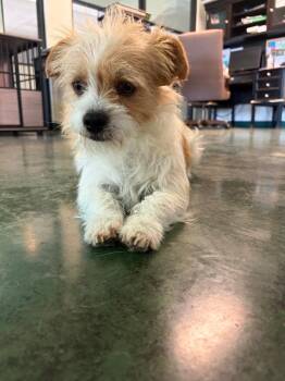 Yeti -  Terrier Dog for Adoption in Big Spring, Texas - Yeti | PetCurious