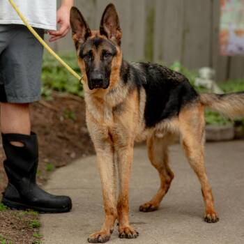 Spike Lee -  German Shepherd Dog Dog for Adoption in Chester Springs, Pennsylvania - Spike Lee | PetCurious