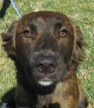 Australian Shepherd Dogs Available for Adoption in Evergreen, Colorado - Bussin | PetCurious