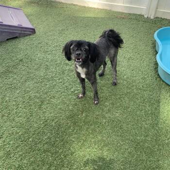Celina -  Shih Tzu Dog for Adoption in Baton Rouge, Louisiana - Celina | PetCurious