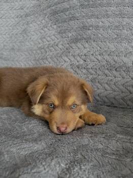 Tucker -  Australian Cattle Dog Blue Heeler Dog Available for Adoption in Ephrata, Washington - Tucker | PetCurious