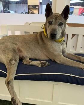 S/C Pedro -  Mixed Breed Dog for Adoption in North Miami Beach, Florida - S/C Pedro | PetCurious