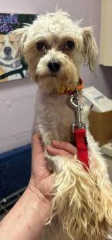 Jimothy -  Shih Tzu and Maltese Dog for Adoption - Jimothy | PetCurious