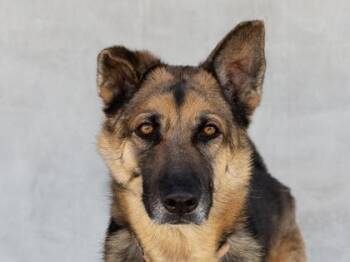 German Shepherd Dog Dogs Available for Adoption - Dax | PetCurious
