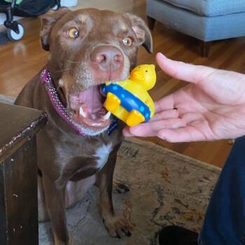 Aurora (FKA Capella) -  Shepherd Dog for Adoption in San Diego, California - Aurora (FKA Capella) | PetCurious