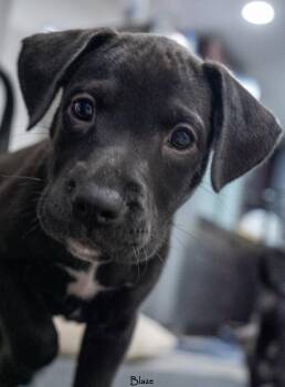 Blaze (Shyann Litter) -  Labrador Retriever and Pit Bull Terrier Dog for Adoption in Mt. Juliet, Tennessee - Blaze (Shyann Litter) | PetCurious