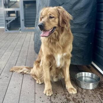 Ryder -  Golden Retriever Dog for Adoption in Rochester, Minnesota - Ryder | PetCurious