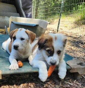 Great Pyrenees/Border Collie puppies -  Great Pyrenees and Border Collie Dog Available for Adoption in Paso Robles, California - Great Pyrenees/Border Collie Puppies | PetCurious