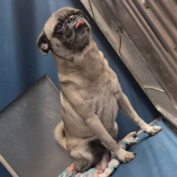 Rescue Pug Dogs for Adoption in Yuma, Arizona - Garson | PetCurious