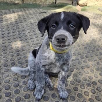 Marigold -  Australian Cattle Dog Blue Heeler and Labrador Retriever Dog for Adoption in Mansfield, Texas - Marigold | PetCurious