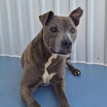 Joaquin -  Pit Bull Terrier and Mixed Breed Dog for Adoption in Kanab, Utah - Joaquin | PetCurious