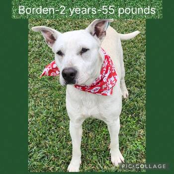 Mixed Breed Dogs Available for Adoption - Borden | PetCurious