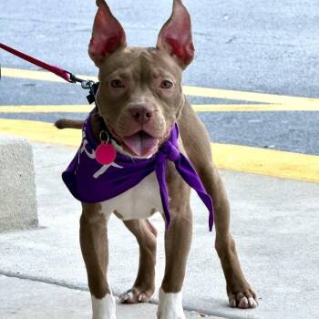 French Bulldog and American Staffordshire Terrier Dogs Available for Adoption - Penelope  | PetCurious