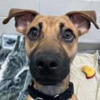 Mixed Breed Dogs Available for Adoption - DJ | PetCurious