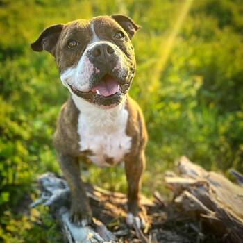 Rescue American Staffordshire Terrier and Mixed Breed Dogs for Adoption in San Diego, California - Snoop | PetCurious