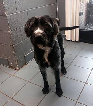 Mixed Breed Dogs Available for Adoption in Nashville, Tennessee - Chase | PetCurious