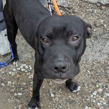 Rescue Pit Bull Terrier and American Bulldog Dogs for Adoption in East St. Louis, Illinois - Torque | PetCurious