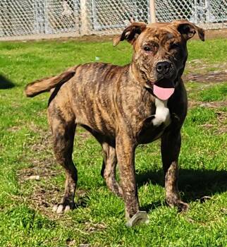 American Bulldog Dogs Available for Adoption - 260173  Diamond | PetCurious