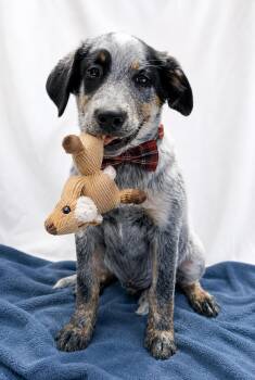 Vinnie -  Australian Shepherd and Australian Cattle Dog Blue Heeler Dog for Adoption in Mount Laurel Township, New Jersey - Vinnie | PetCurious
