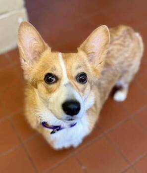 Pembroke Welsh Corgi Dogs Available for Adoption in Long Beach, New York - Coco Chanel  | PetCurious