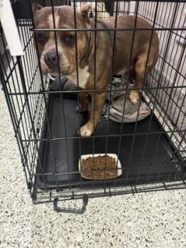 Raptor -  Mixed Breed Dog for Adoption in Atlanta, Georgia - Raptor | PetCurious