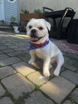 Uno -  French Bulldog and Lhasa Apso Dog for Adoption in Thornwood, New York - Uno | PetCurious