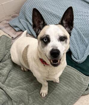 Basset Hound and Husky Dogs Available for Adoption - Gipsy | PetCurious