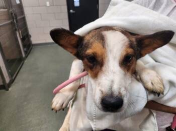 A176418 -  Mixed Breed Dog for Adoption in Santa Fe, New Mexico - A176418 | PetCurious