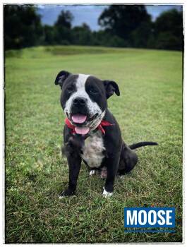 Moose-Hodge -  American Bulldog and Pit Bull Terrier Dog for Adoption in Maryville, Tennessee - Moose-Hodge | PetCurious