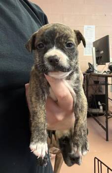 LUCY PETT -  Mixed Breed Dog for Adoption in Columbia, South Carolina - LUCY PETT | PetCurious