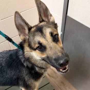 Toby -  German Shepherd Dog Dog for Adoption in Reno, Nevada - Toby | PetCurious