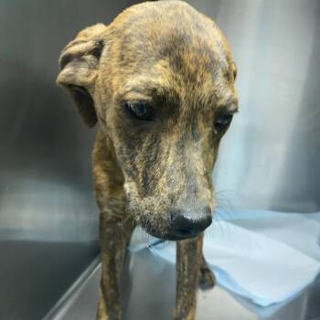 Lucy (was Paddle) -  Mixed Breed Dog for Adoption in Columbiana, Alabama - Lucy (was Paddle) | PetCurious