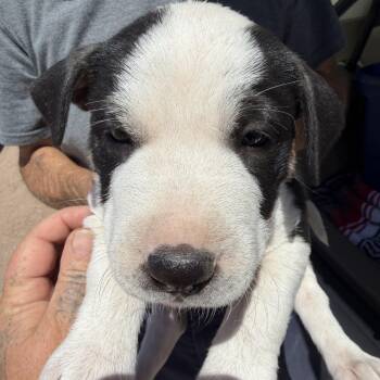 Mars -  Labrador Retriever Dog Available for Adoption in Deming, New Mexico - Mars | PetCurious