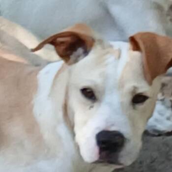 Mixed Breed Dogs Available for Adoption in Williston, Florida - Ian | PetCurious